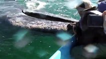 Touching The Whales In San Ignacio Lagoon, Baja, Mexico