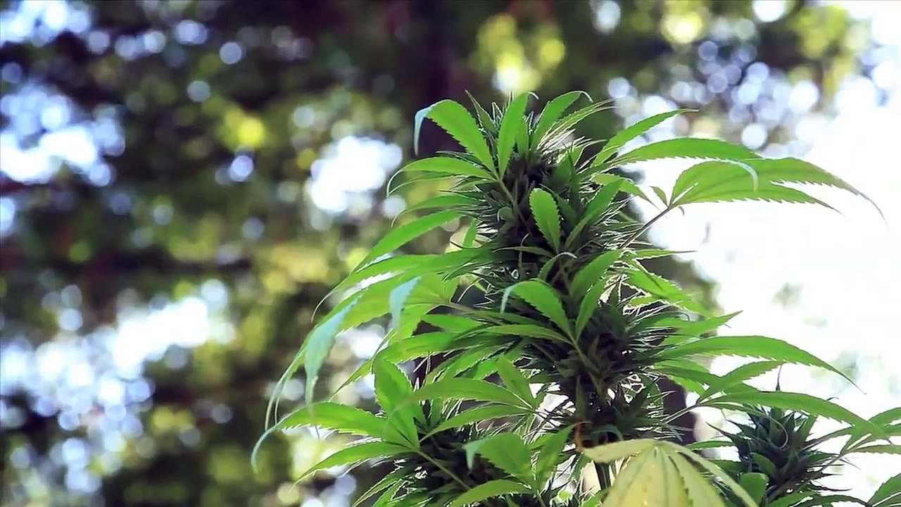 Jorge Cervantes: Jardines de Cannabis Medicinal (subtitulado en español)