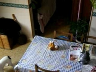 ce chien il est taré