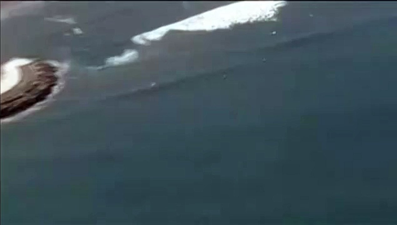 Japon : deux requins s'invitent parmi les surfeurs