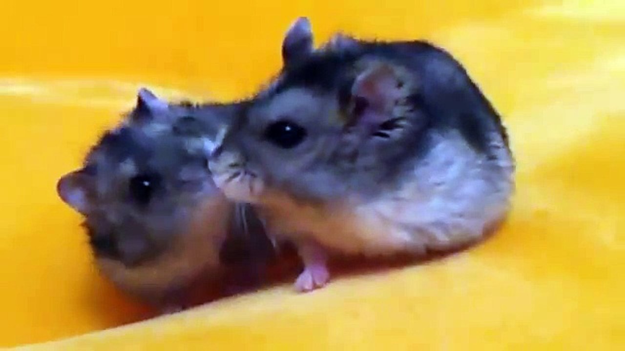 Hamster courting a touch-me-not lady