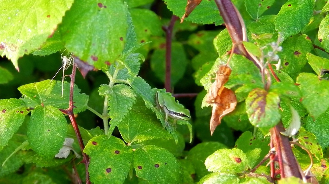 Rainette verte arboricole méridionale
