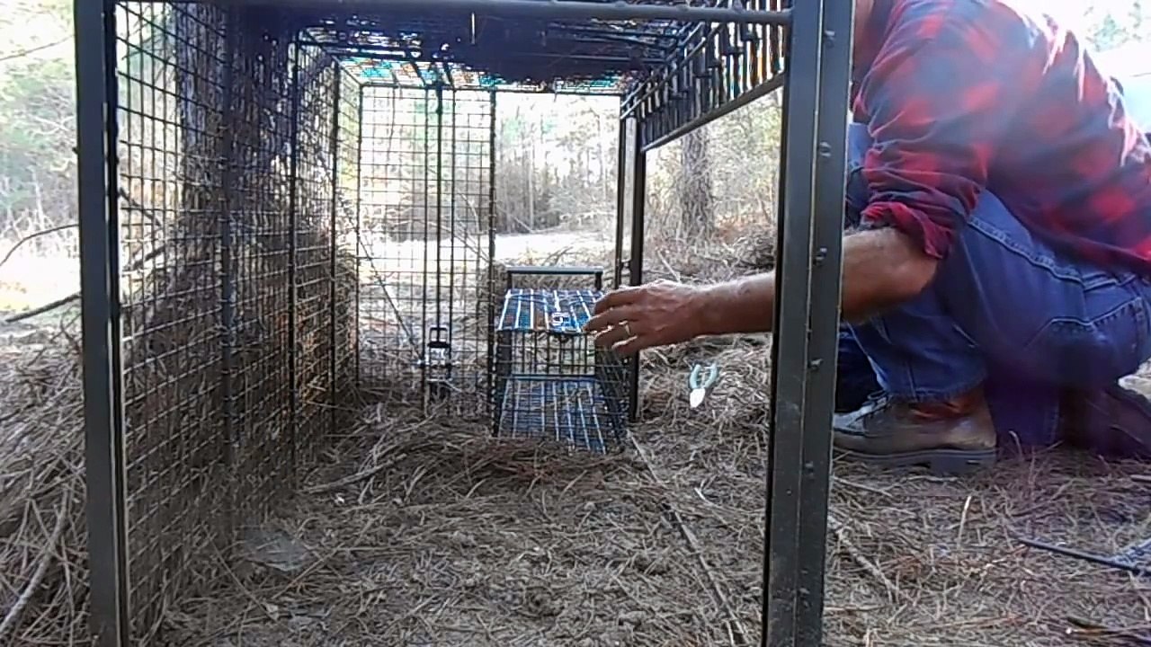 COYOTE CAGE TRAP-Different Ways A Live Trap Can Be Baited