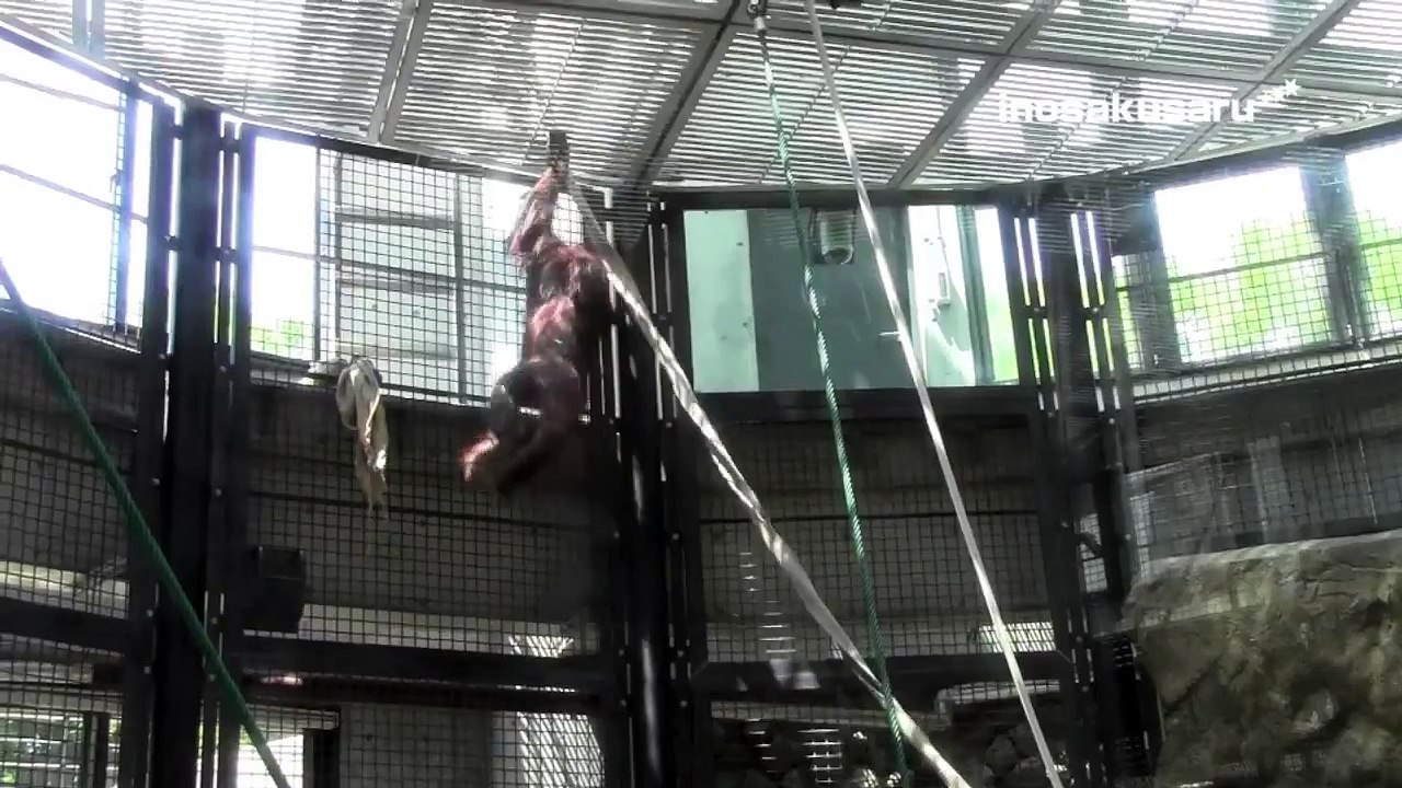 Chimpanzee move