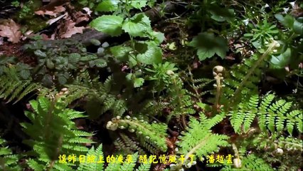 《明天會更好》♥ 蘇芮、 余天、蔡琴、 ++ ♥ Tomorrow Will Be Better •♥*♪