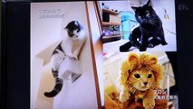 0655 ねこのうた　ねこの日スペシャルに茶トラ猫きなこ出演