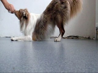 Maori - 1 an, 11 mois -