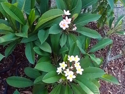 Mes frangipaniers au Puy
