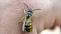 Wasp cleaning itself, Vespula Germanica - Chile