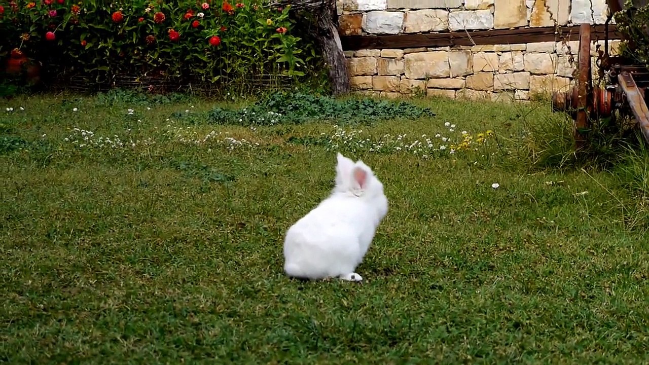 Cute white rabbit running around the yard