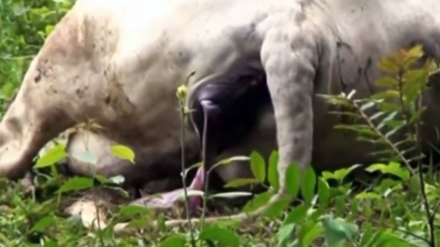 ANIMALS GIVING BIRTH IN THIS VIDEO