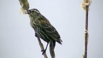 Red-winged Blackbird female call