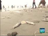 Dead Fish on Sea View Karachi
