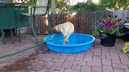 Скачать видео: Sıcaktan bunalan köpek havuzu doldurdu