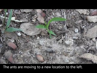 Army Ants on the Move