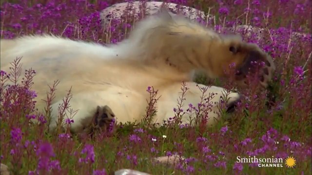 Polar Bear having fun doing nothing is really cute!