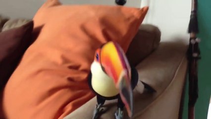 How to Keep Your Toucan Entertained in the House!