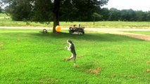 Boston terrier Dog can't stop playing with a balloon