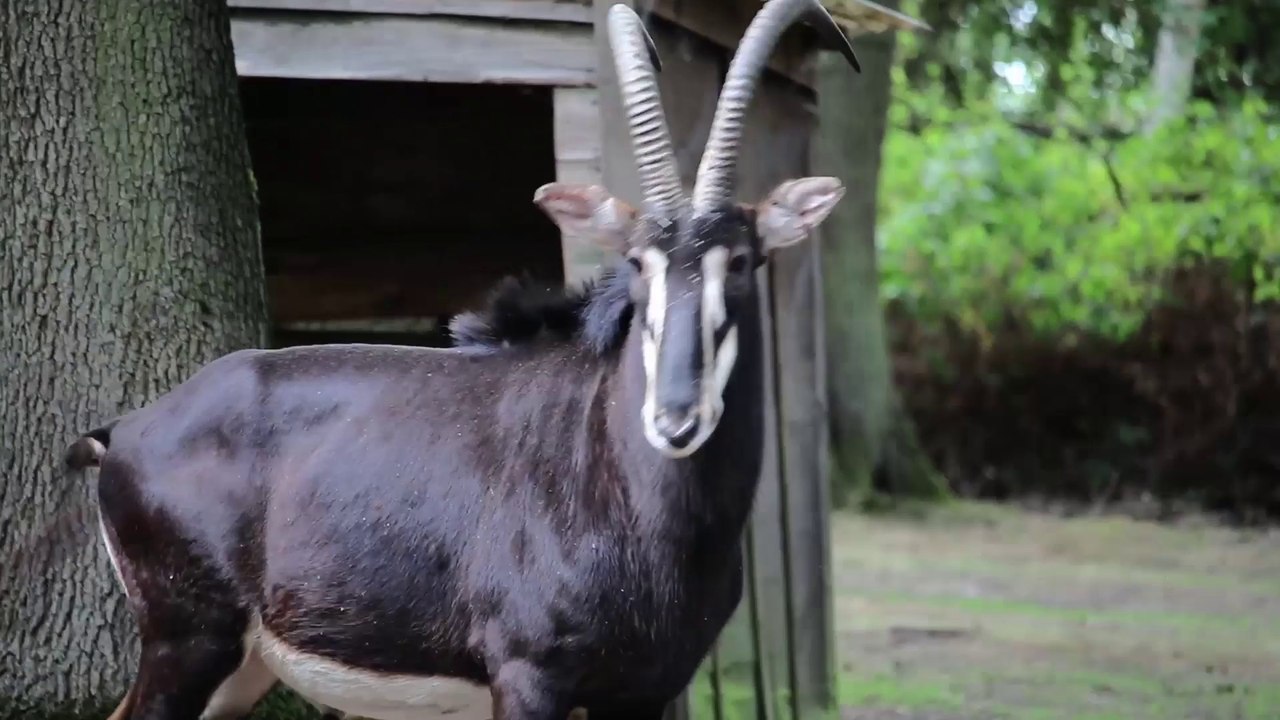 L'Hippotrague noir