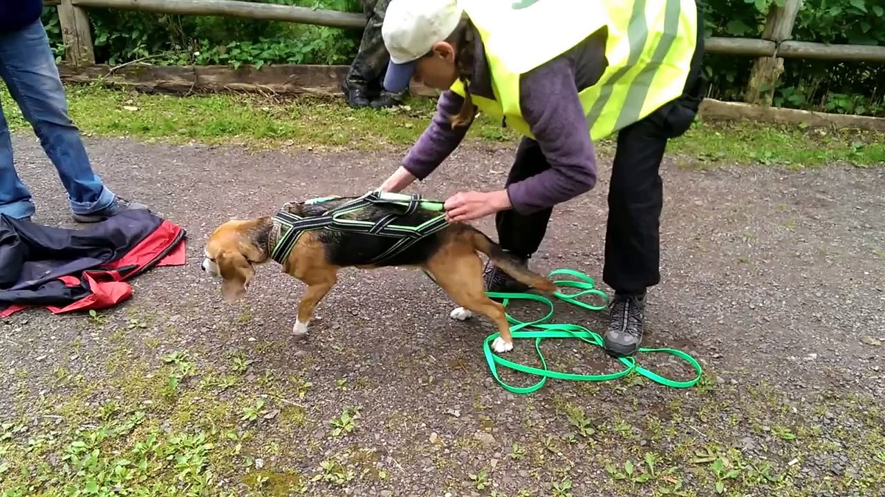 Mantrailing - Anfang - Kondi - 2. Traingseinheit