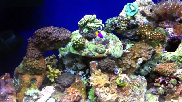 75 gallon reef tank