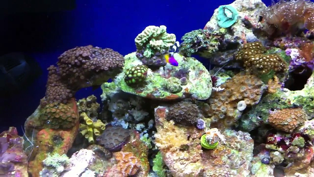 75 gallon reef tank