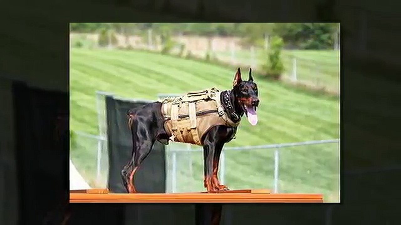 Doberman Tribute by mahesh
