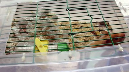 (hamster、ハムスター)幸運八鼠寶