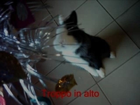 Alla mia amica Alessia