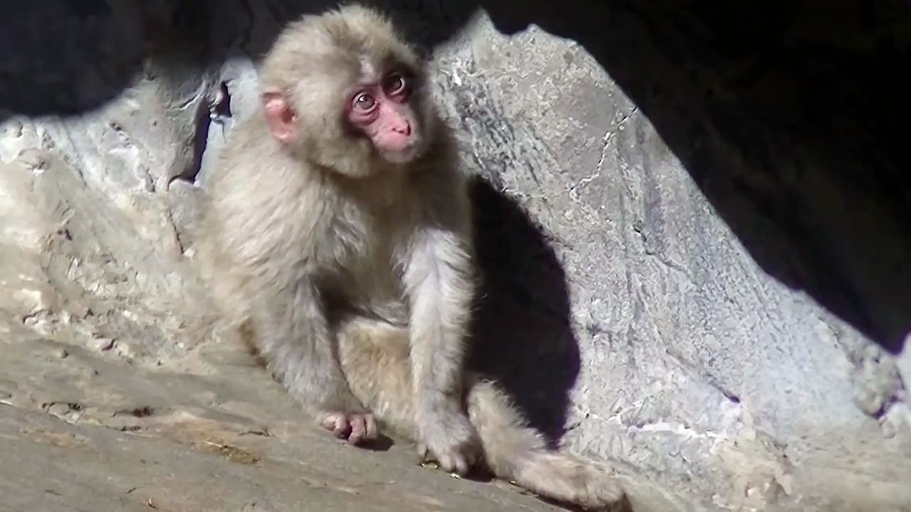 Baby monkey visual impact! Attacked