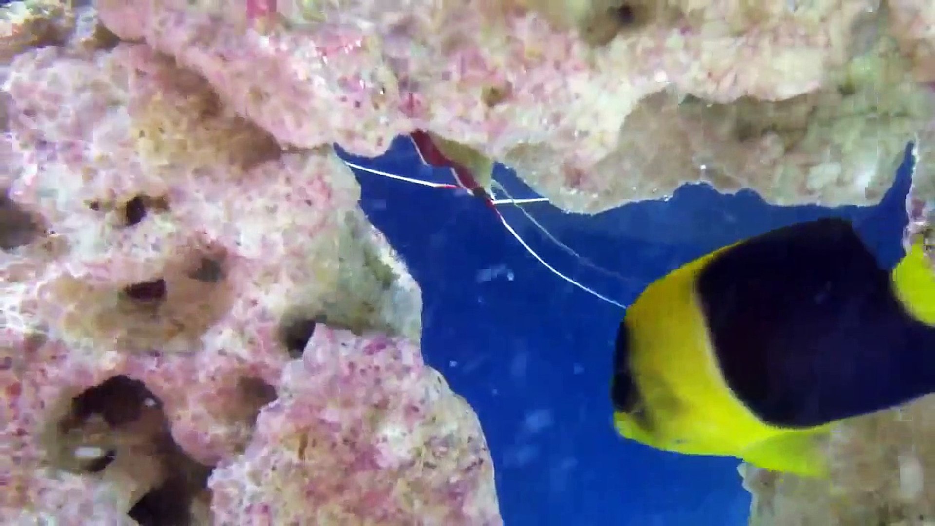 ⁣30 Gallon saltwater aquarium update (New Bicolor Angelfish)