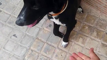 Clever Dog Knows Left from Right