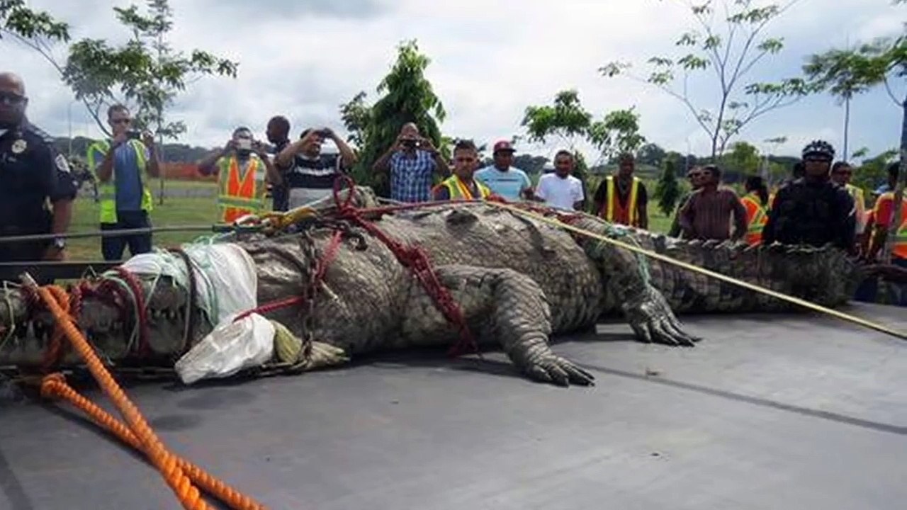 【巨大生物】パナマ運河で発見されたワニがデカすぎると話題に