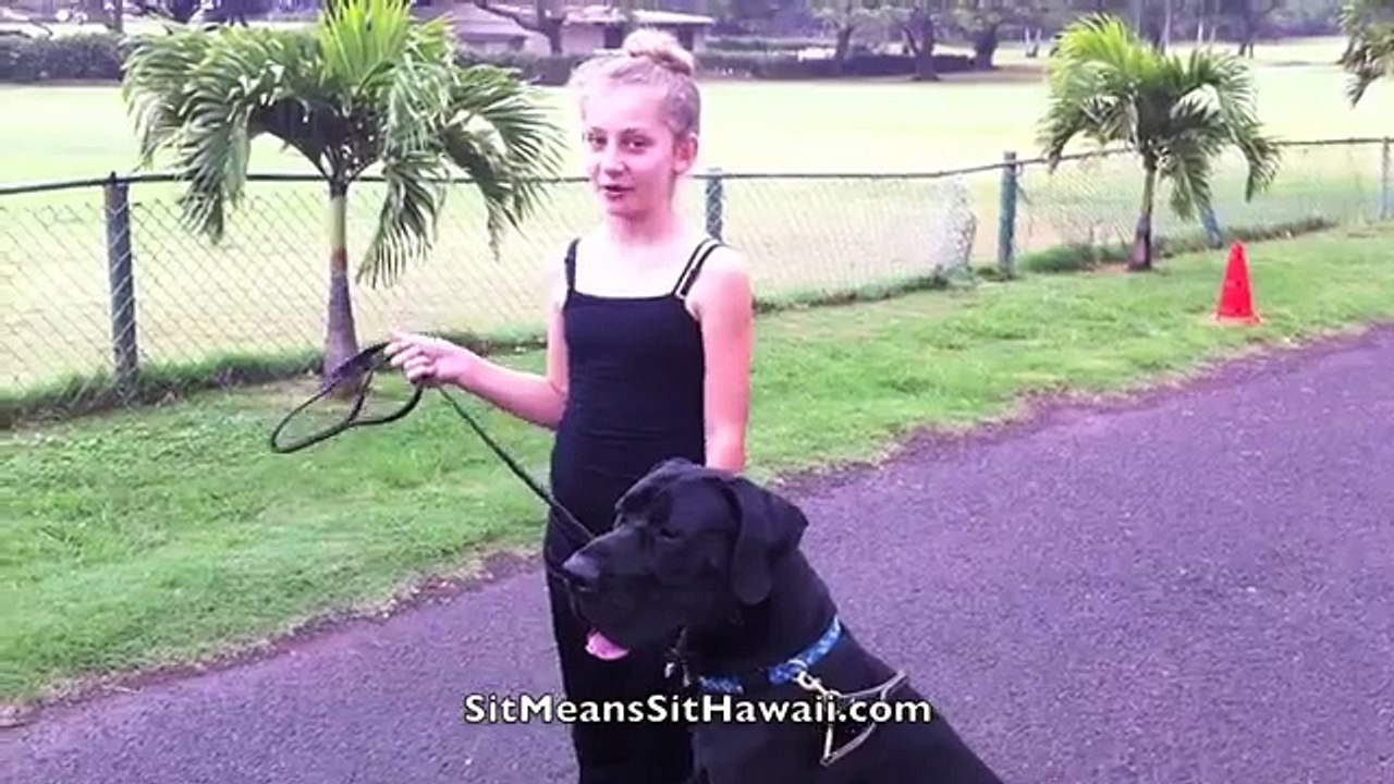 Celia walking Chance'em a former "wildman" Great Dane / Mastiff mix on a loose leash