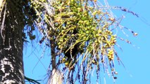 Cocos Palms, a Menace to Australian Flying Foxes (Fruit Bats) HD