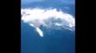 Un grand requin blanc attaque un poisson attrapé par des pecheurs - terrifiant!