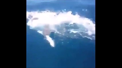 Download Video: Un grand requin blanc attaque un poisson attrapé par des pecheurs - terrifiant!