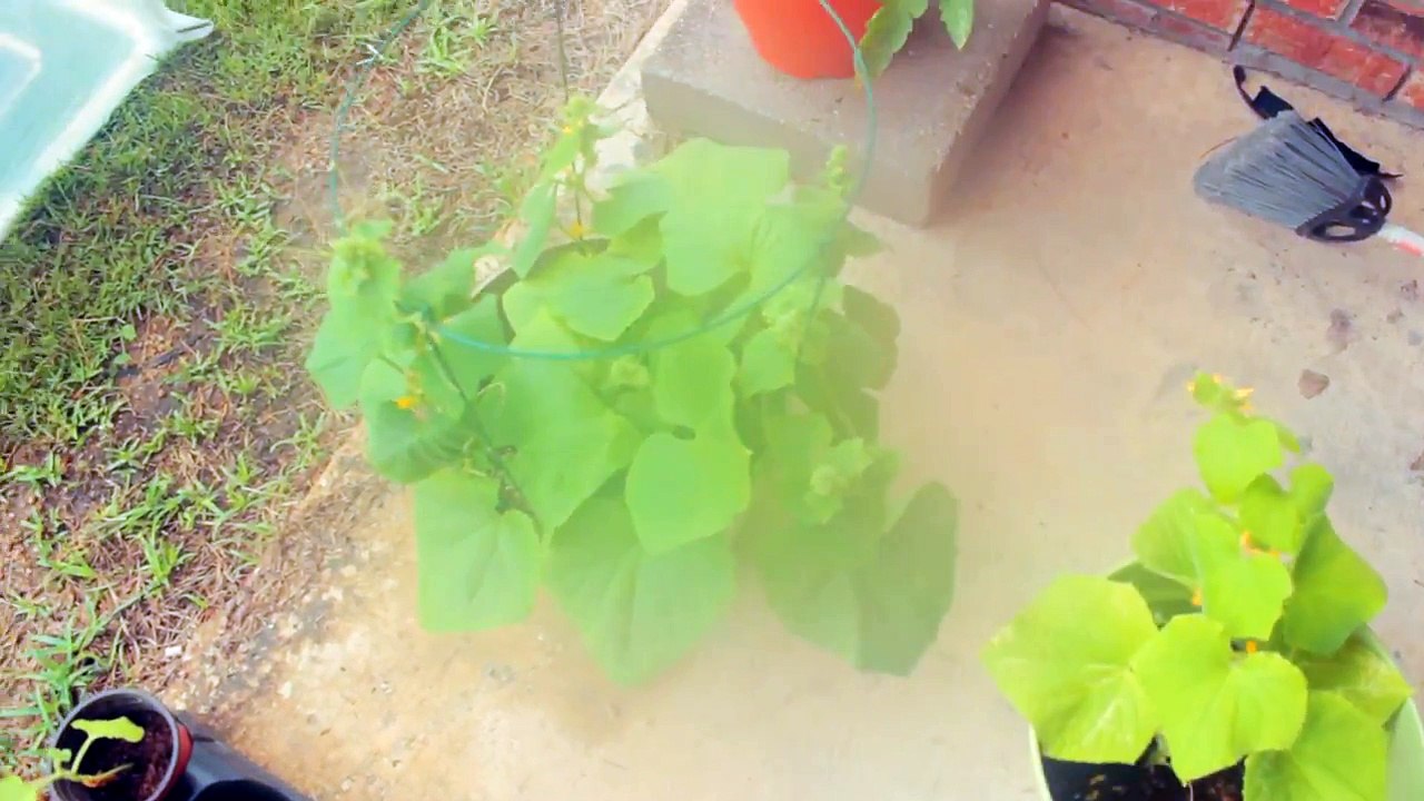 Single-plant Greenhouse Tower