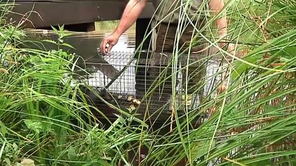 Een meter lang, twaalf kilo zwaar: dit is de beverrat - RTV Noord