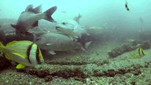 Mangrove Snapper World Record Spot