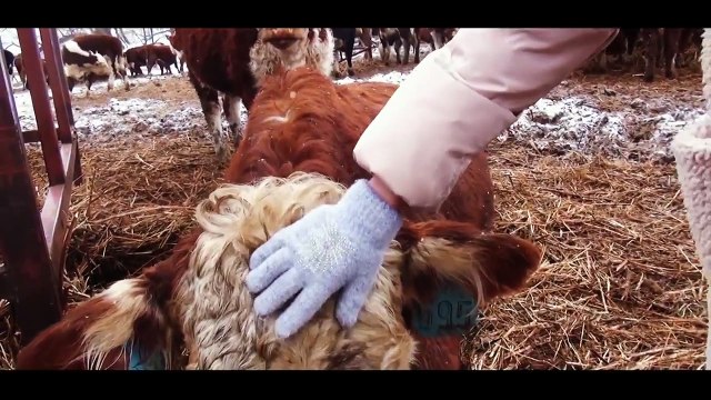 Ешь Российское. Крестьянско фермерское хозяйство ДиК