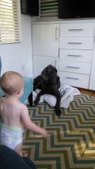 Un bébé prend la couverture d'un dogue allemand
