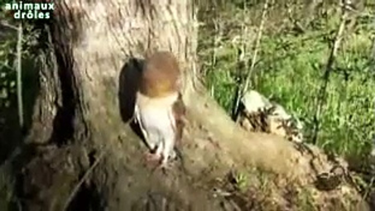 amitiés des animaux