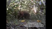 Orang-Utans leben nicht nur auf Bäumen -  Andreas Wilting & IZW