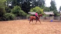 Horse for lease / sale - Hunter jumper dressage trail