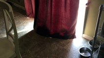 Penny dog sunbathing behind curtain