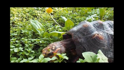 Happy Tortoise Grazes in The Meadow