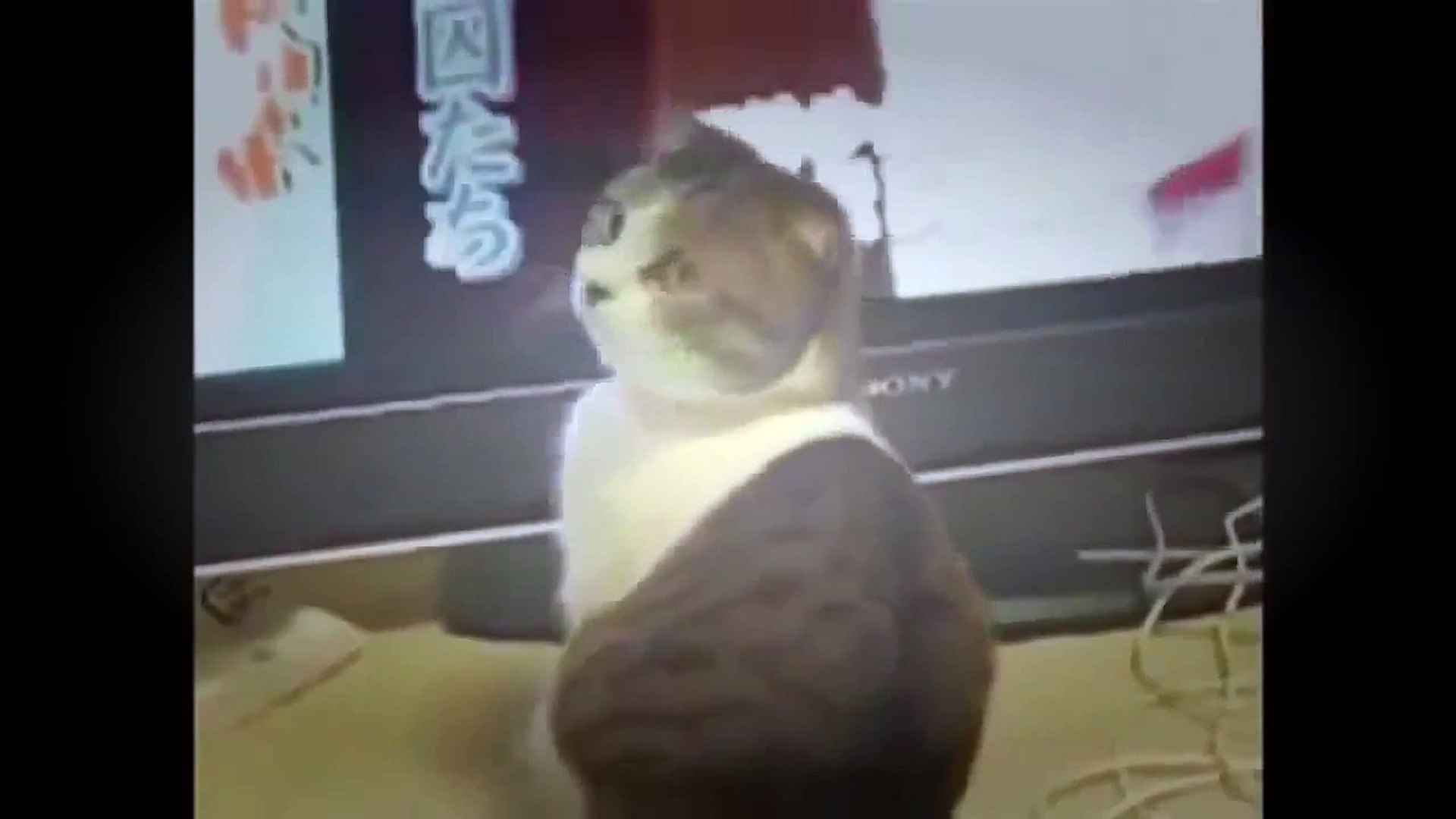 ⁣TOP Funniest Cats Compilation 2015 Funny Cats Humour Cats Best Cats Cat Fails Video