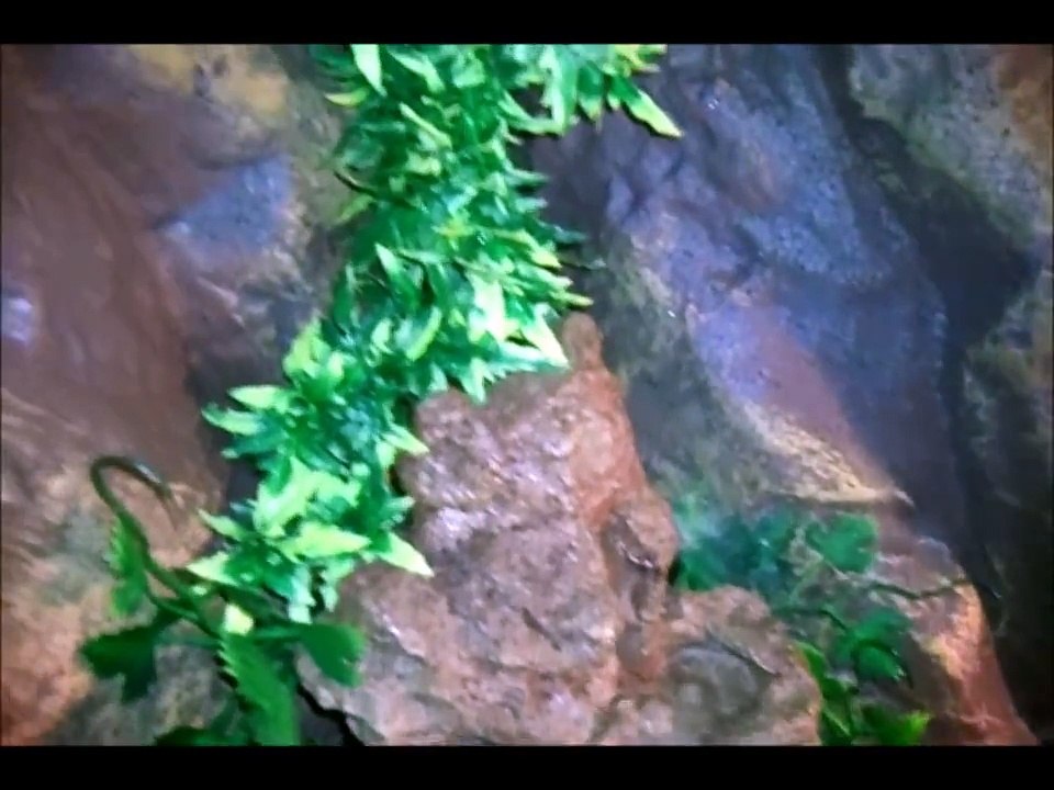my new Ball Python Cage with Exo Terra Waterfall & Fogger