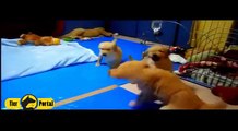 Cute Puppies playing and running